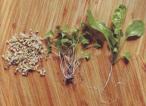 microgreens for sale