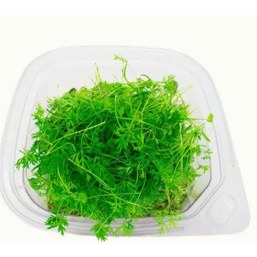 buy microgreens- Carrot