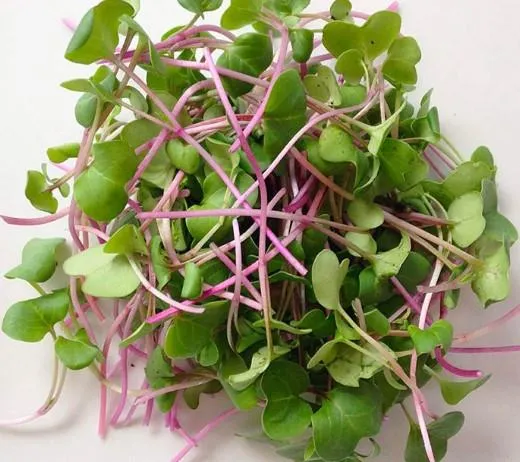 Radish micro sprouts