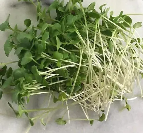 broccoli micro sprouts