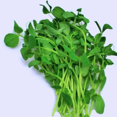 Pea micro sprouts