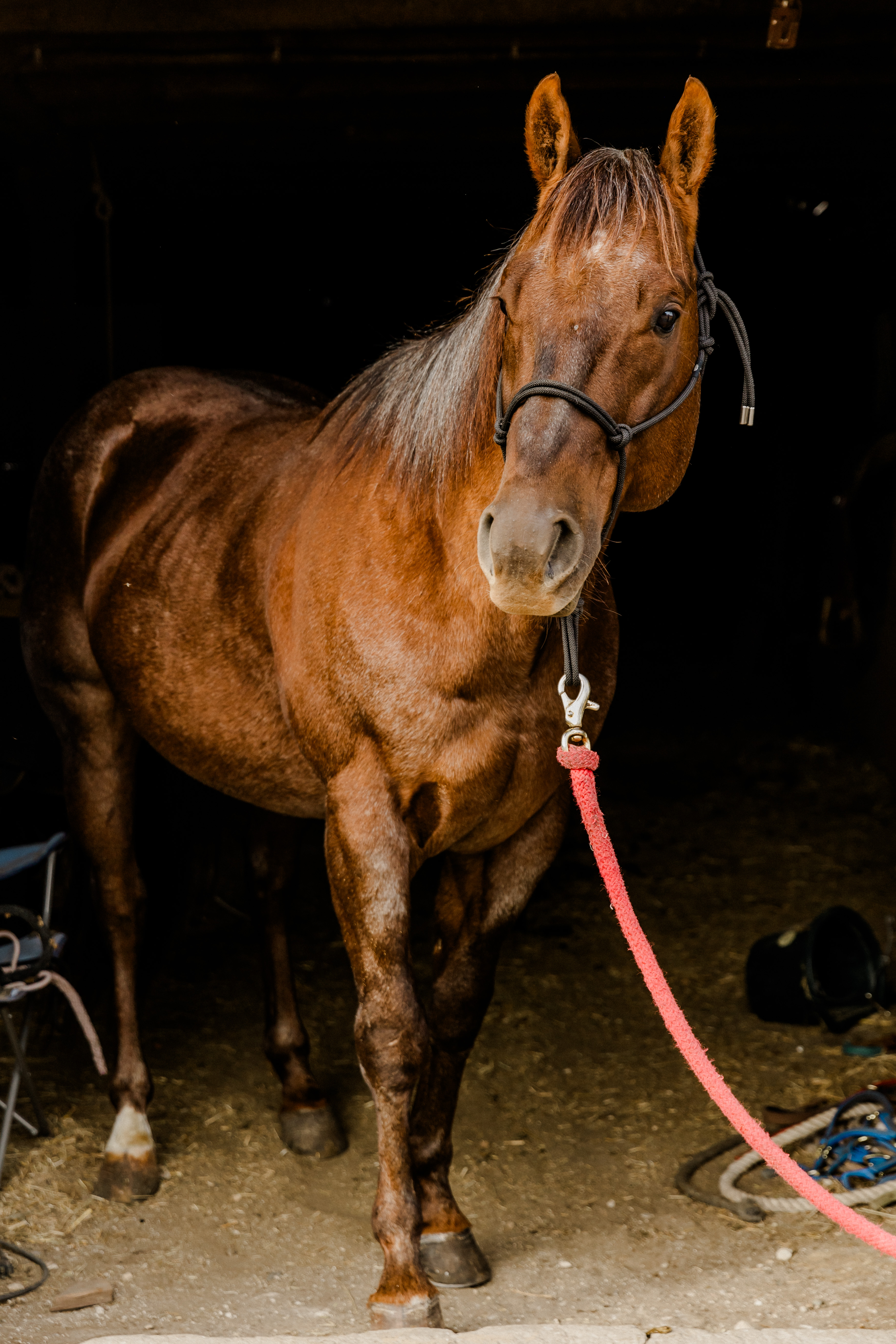 Premium Quarter Horse Stallion