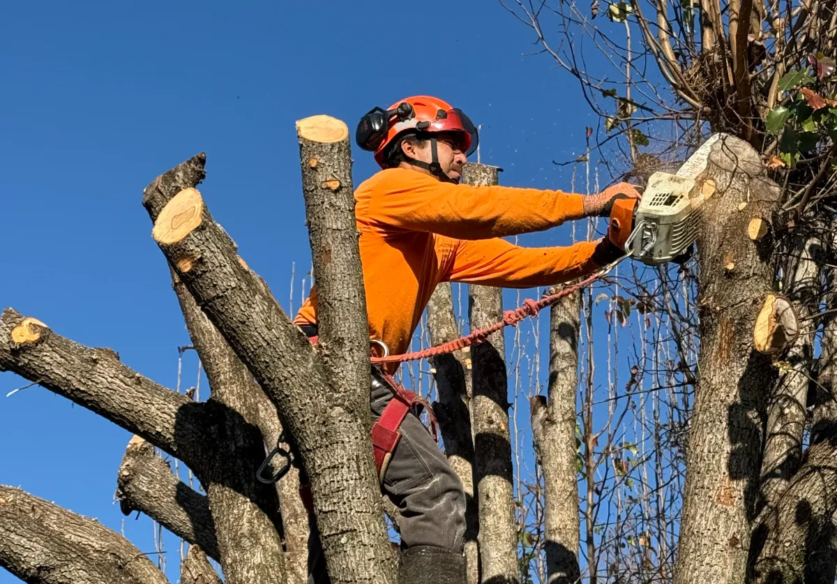 worker tree Tree service Yadkin County