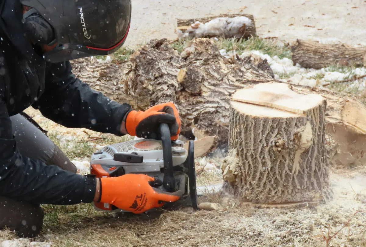 stump Tree service Yadkin County