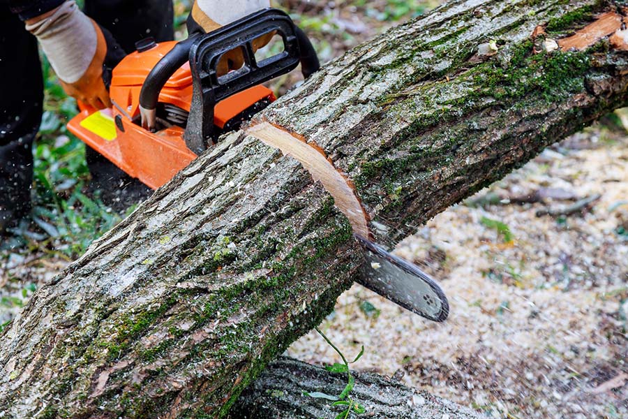 worker cutting  Tree service Yadkin County