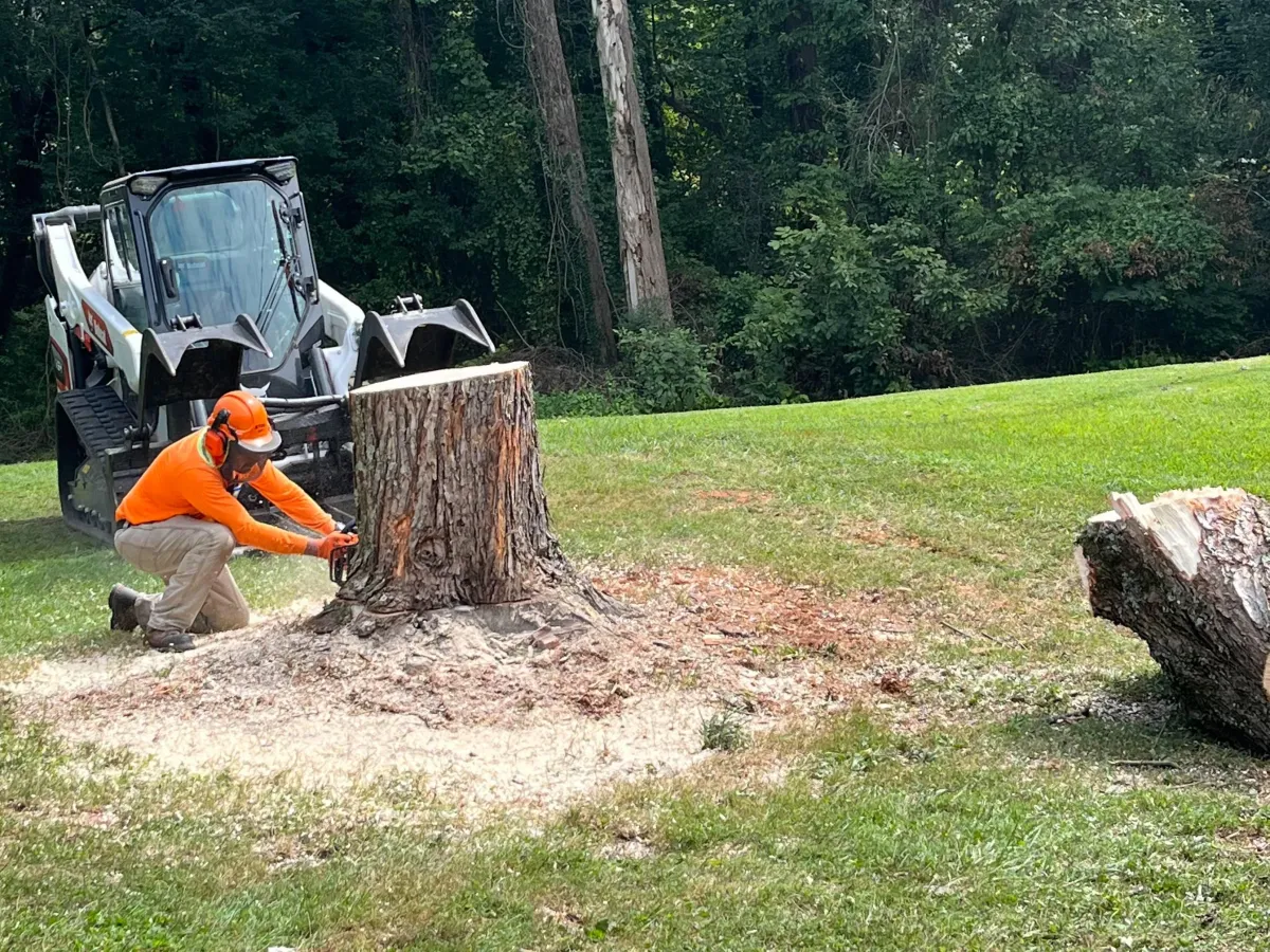 Stump Grinding Tree service Yadkin County