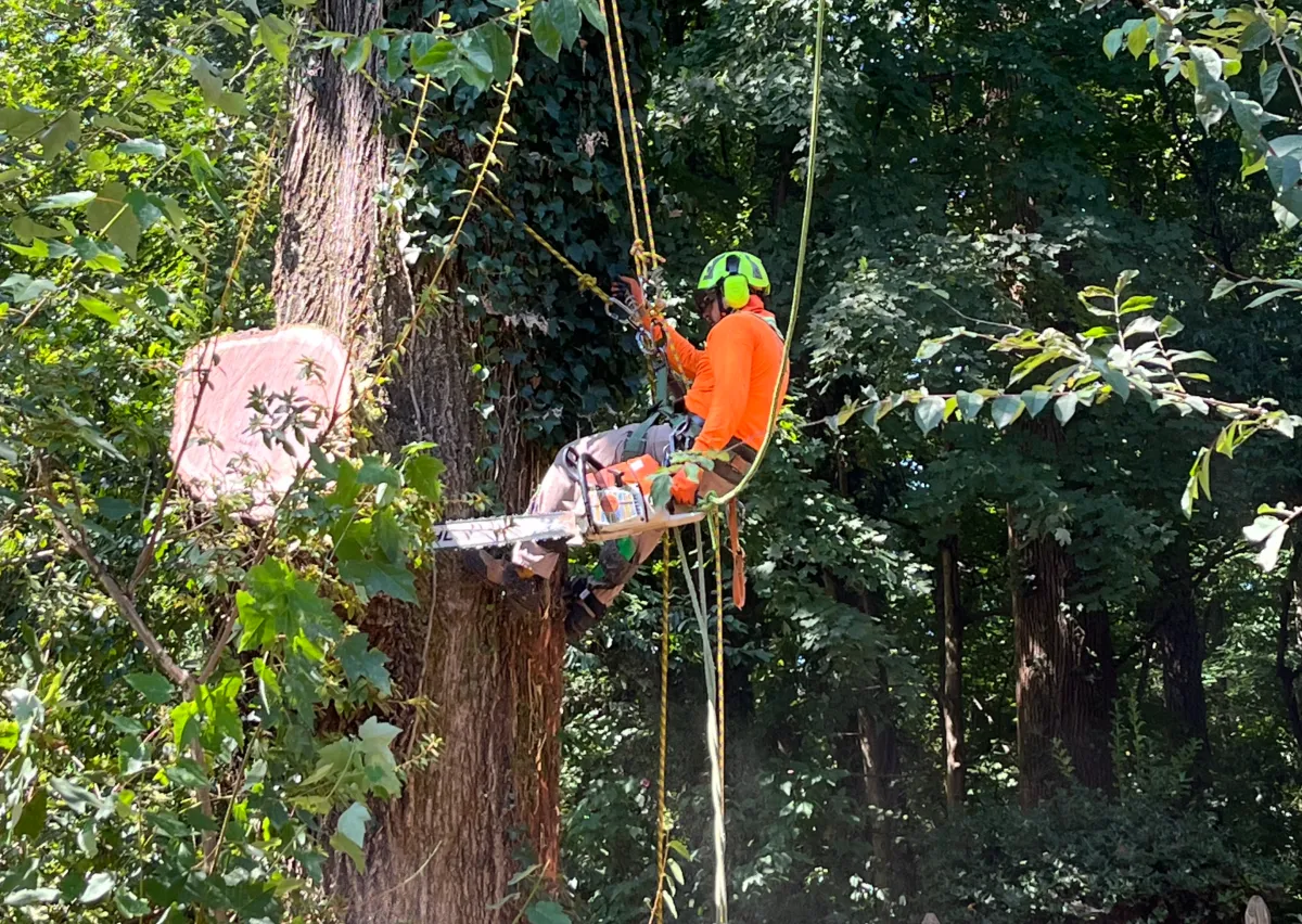 tree removal Tree service Yadkin County