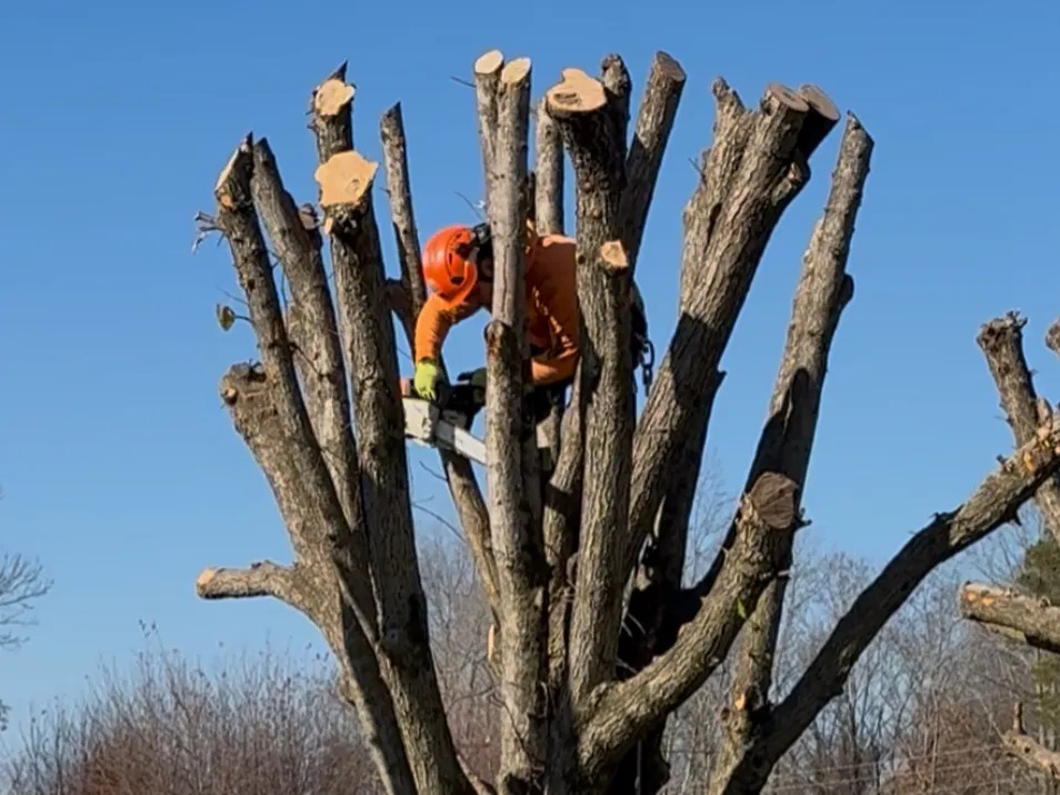 Tree trimming Tree service Yadkin County