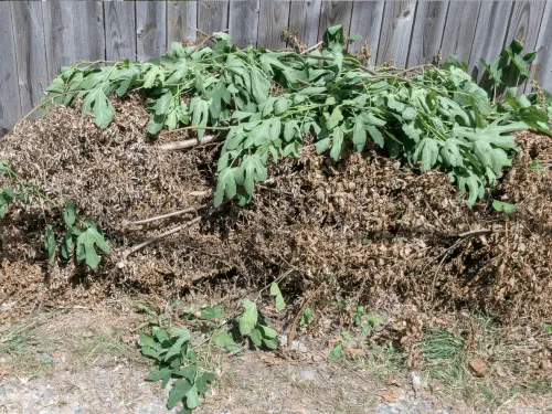 Furniture Removal Tallahassee, FL