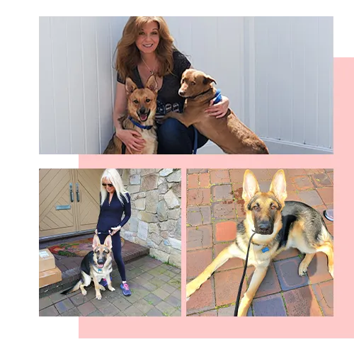 in home dog training