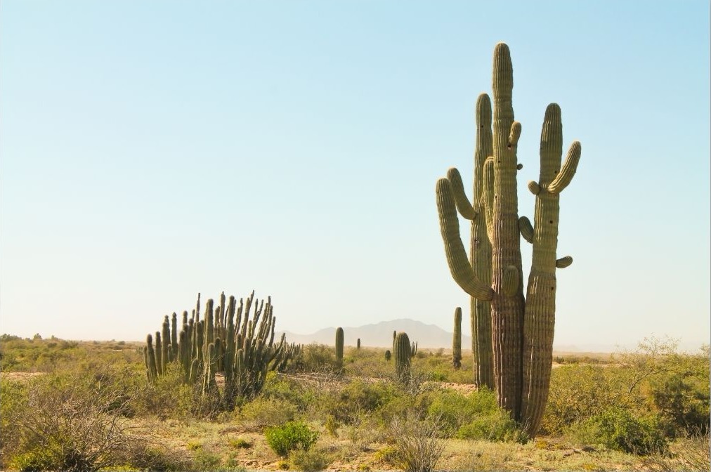 Arizona Desert