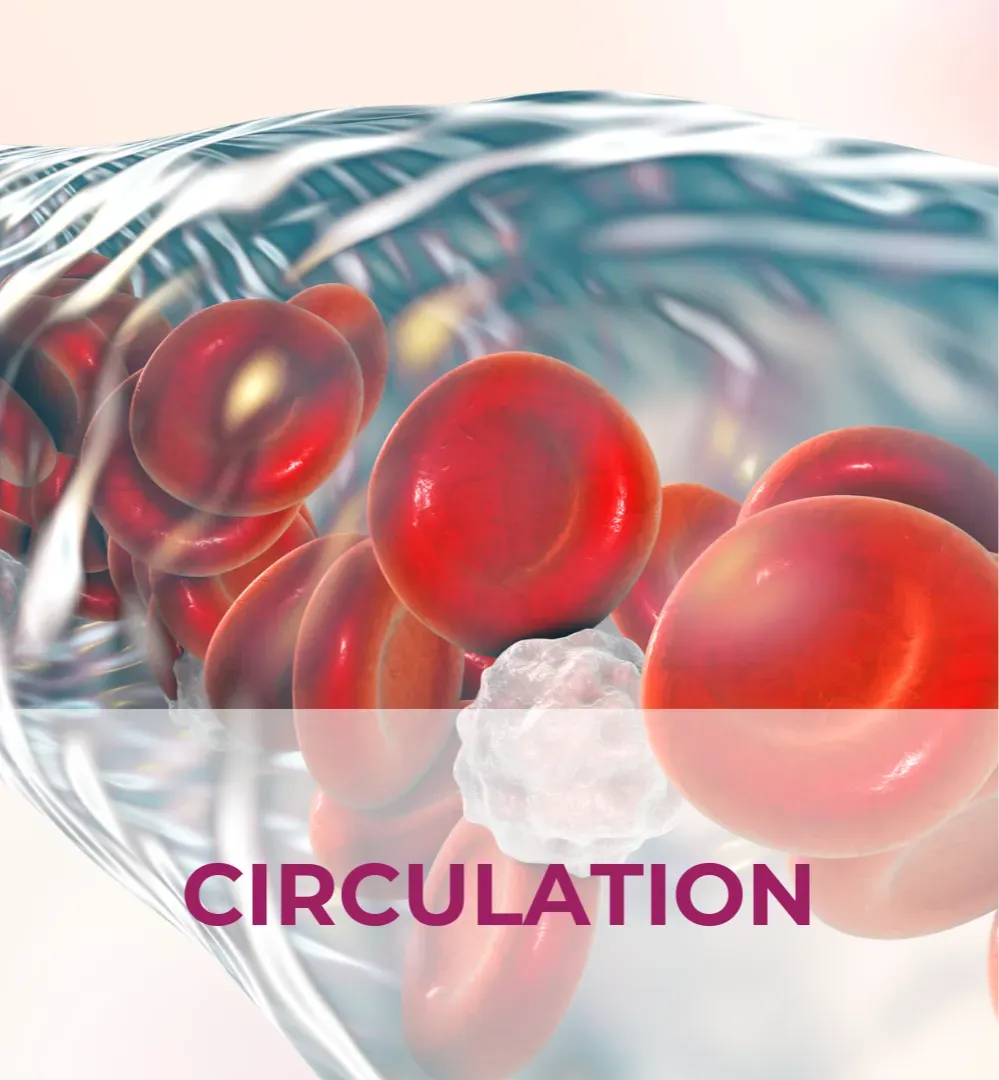 Improve blood circulation for fertility