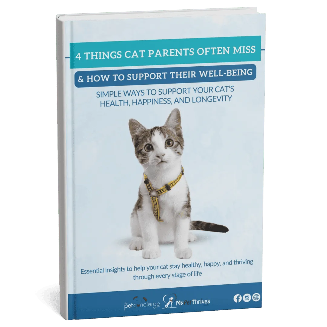 4 Things Cat Parents Often Miss