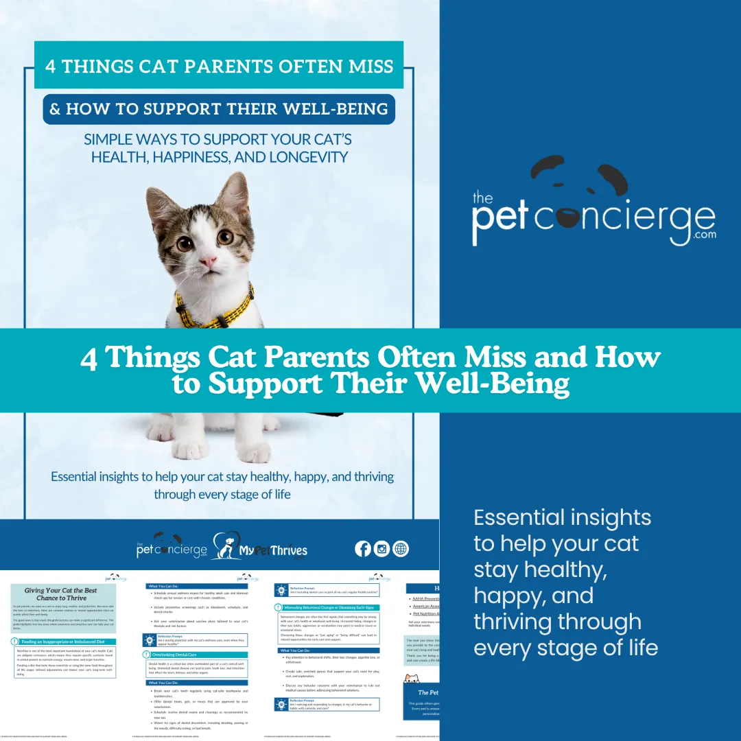 4 Things Cat Parents Often Miss and How to Support Their Well-Being