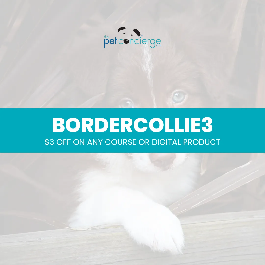 National Border Collie Day
