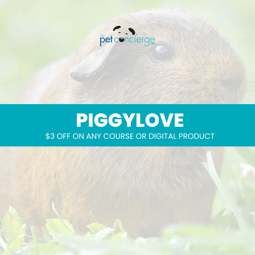 Adopt a Rescued Guinea Pig Month