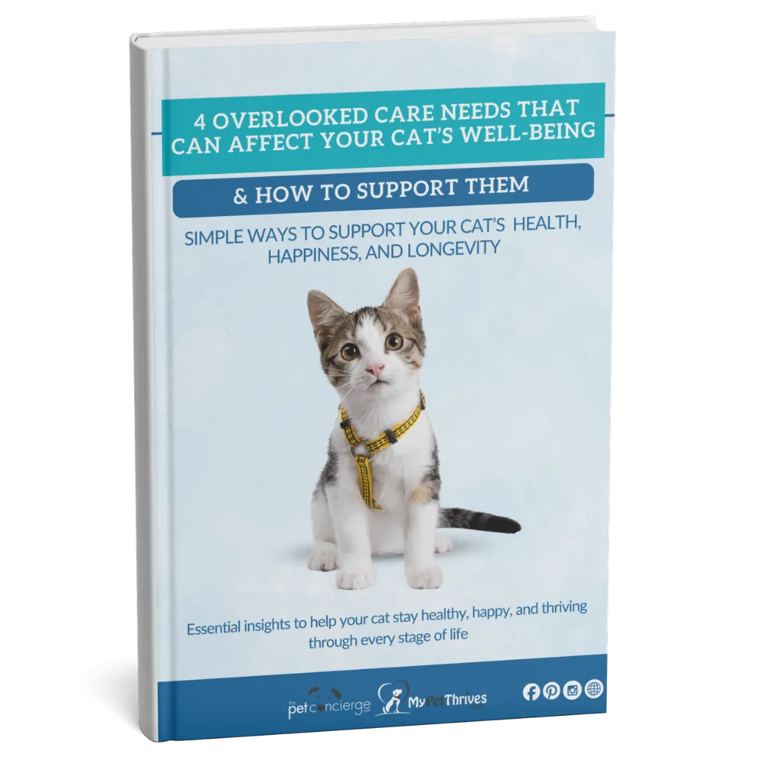 4 Overlooked Care Needs That Can Affect Your Cat’s Well-Being and How to Support Them
