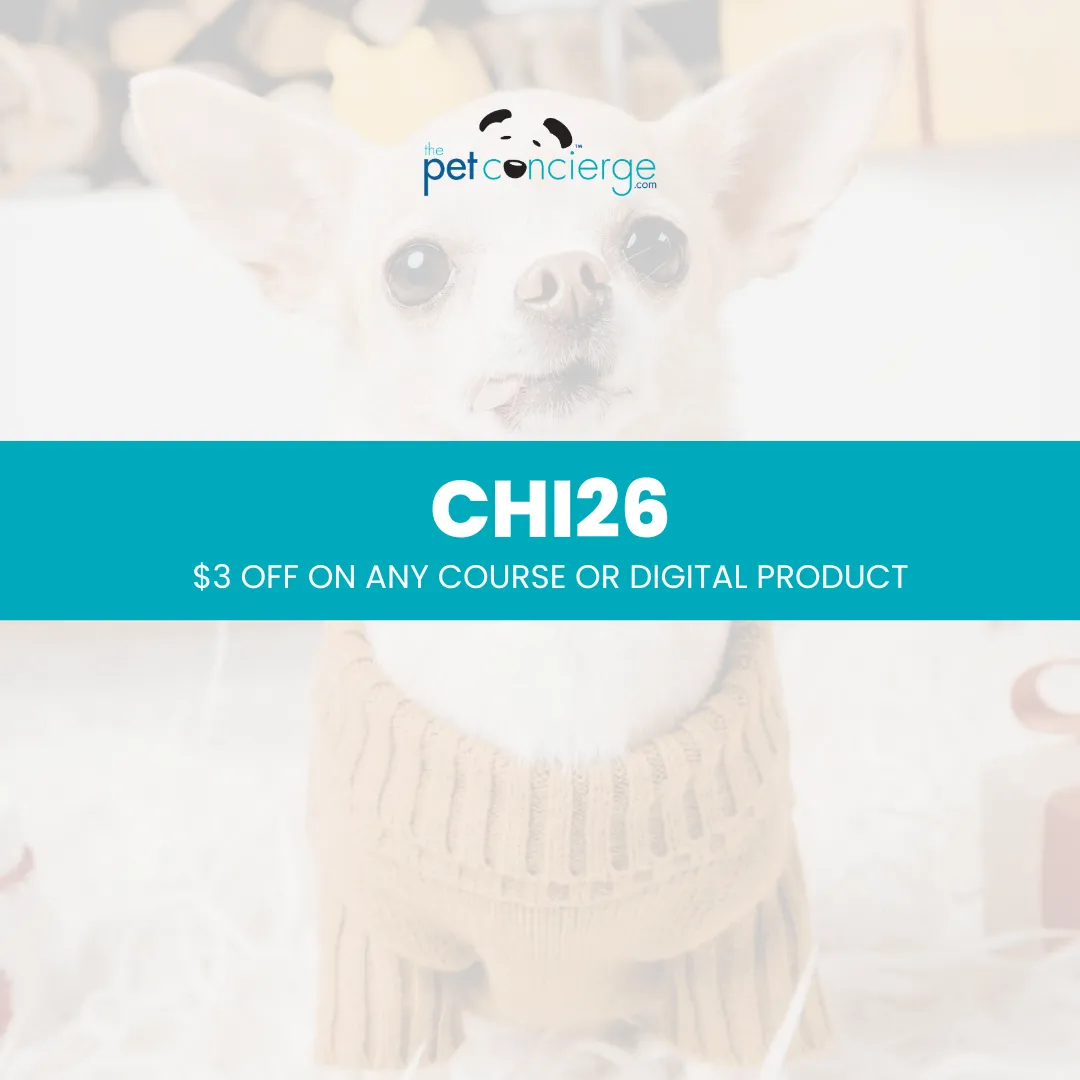 Meet the Chihuahua: The Tiny Dog With a Mighty Presence