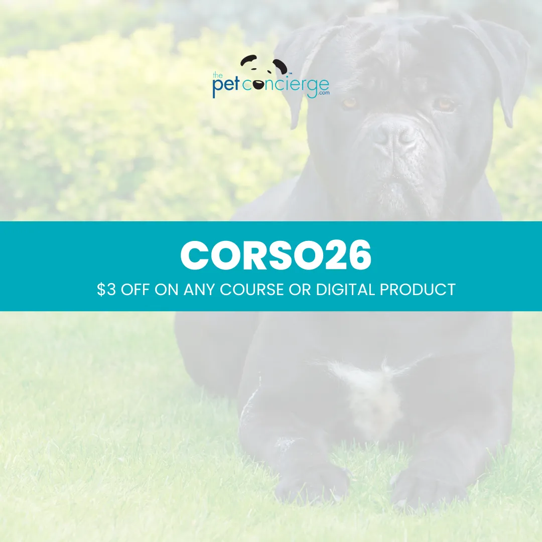 Meet the Cane Corso: The Powerful and Devoted Guardian