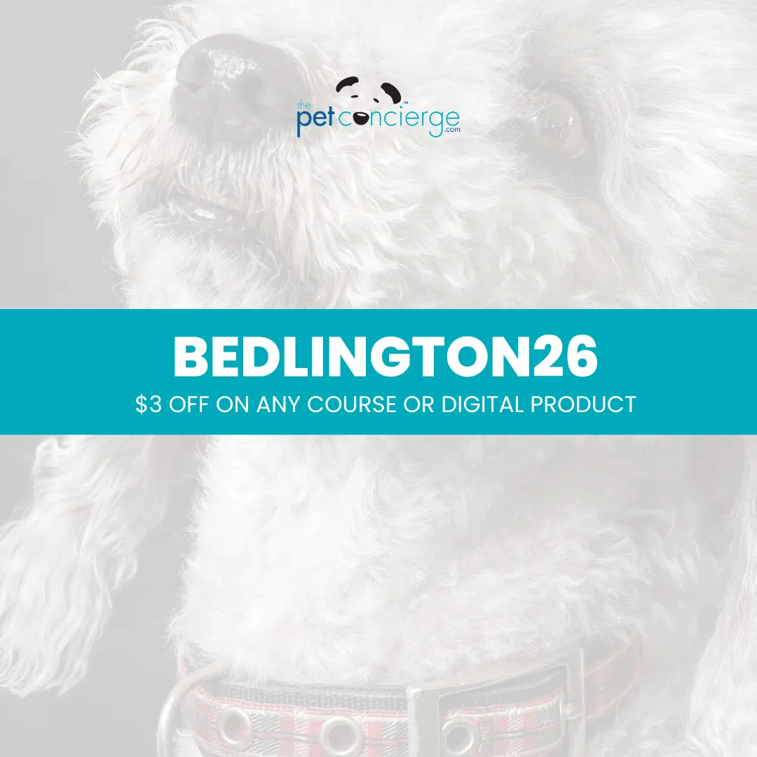 Meet the Bedlington Terrier: The Lamb-Like Dog With a Terrier Spirit