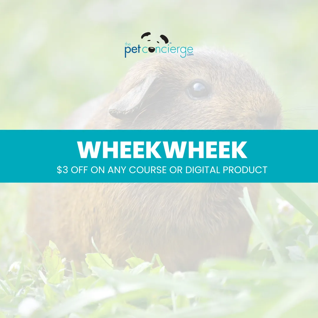 Guinea Pig Appreciation Day