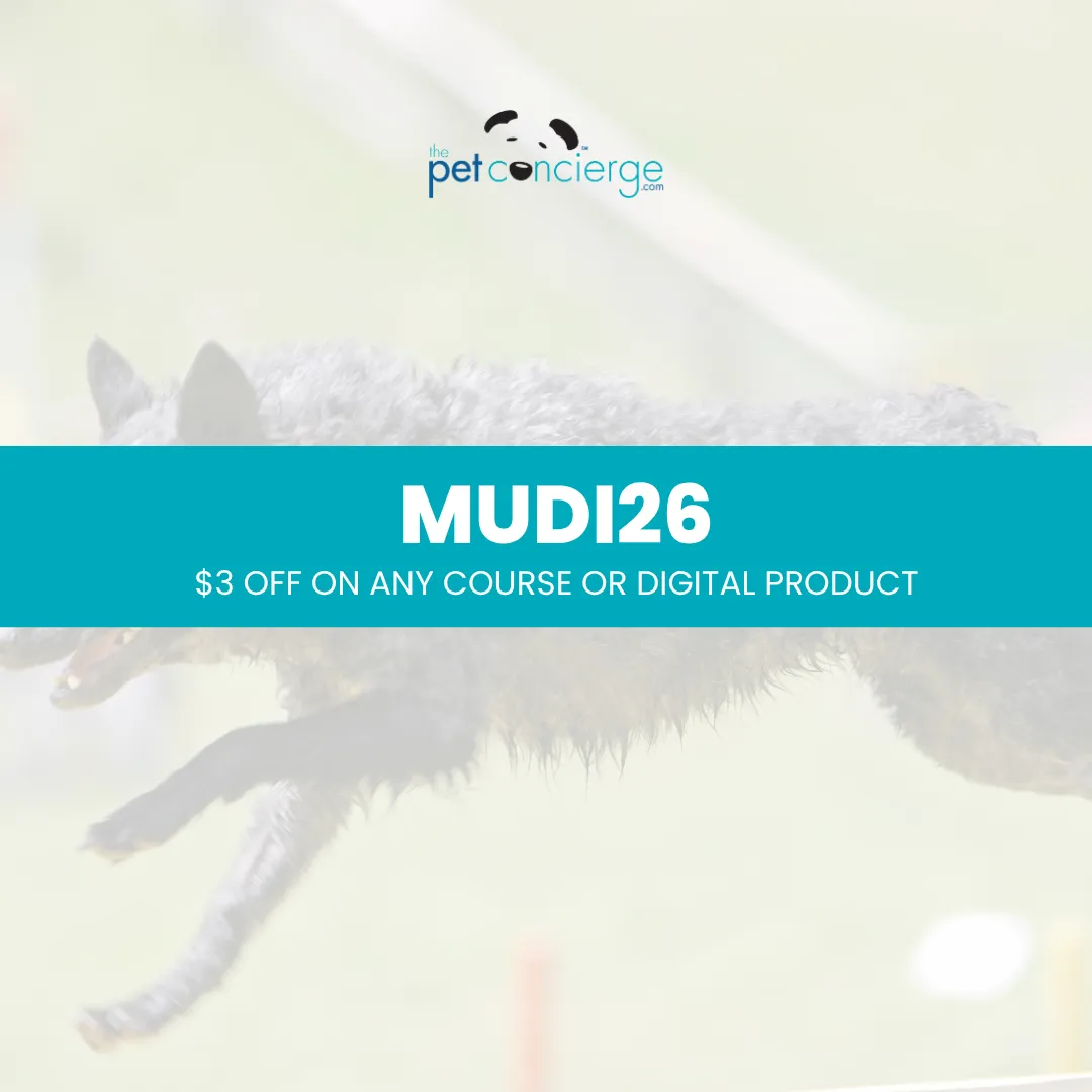 Meet the Mudi: The Brilliant and Versatile Hungarian Herding Dog 