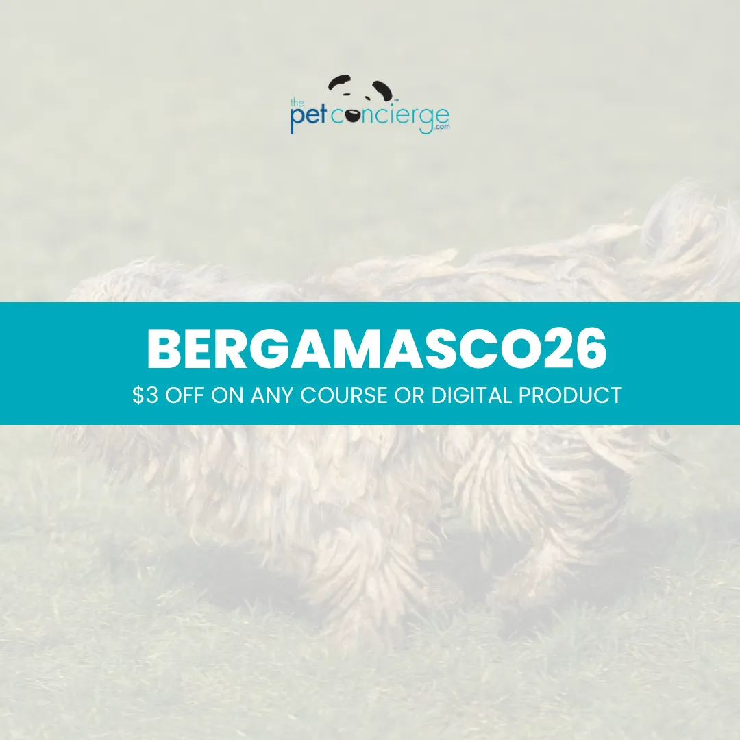 Meet the Bergamasco Sheepdog: The Patient and Distinctive Italian Herder
