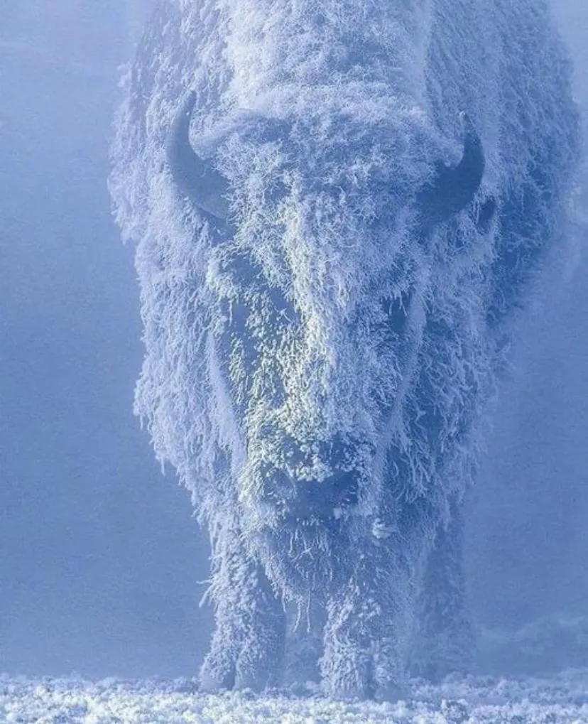 Frozen Bison