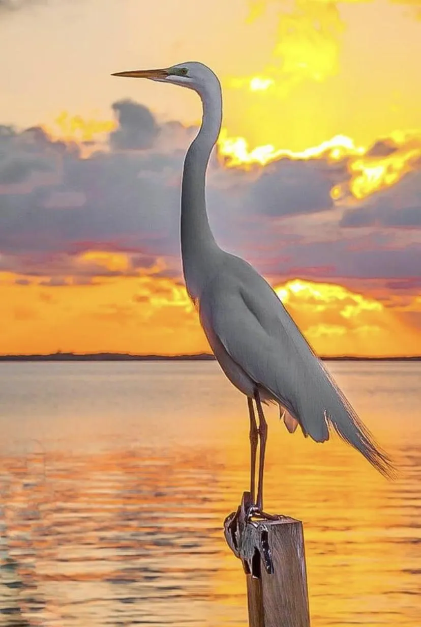 Great White Heron