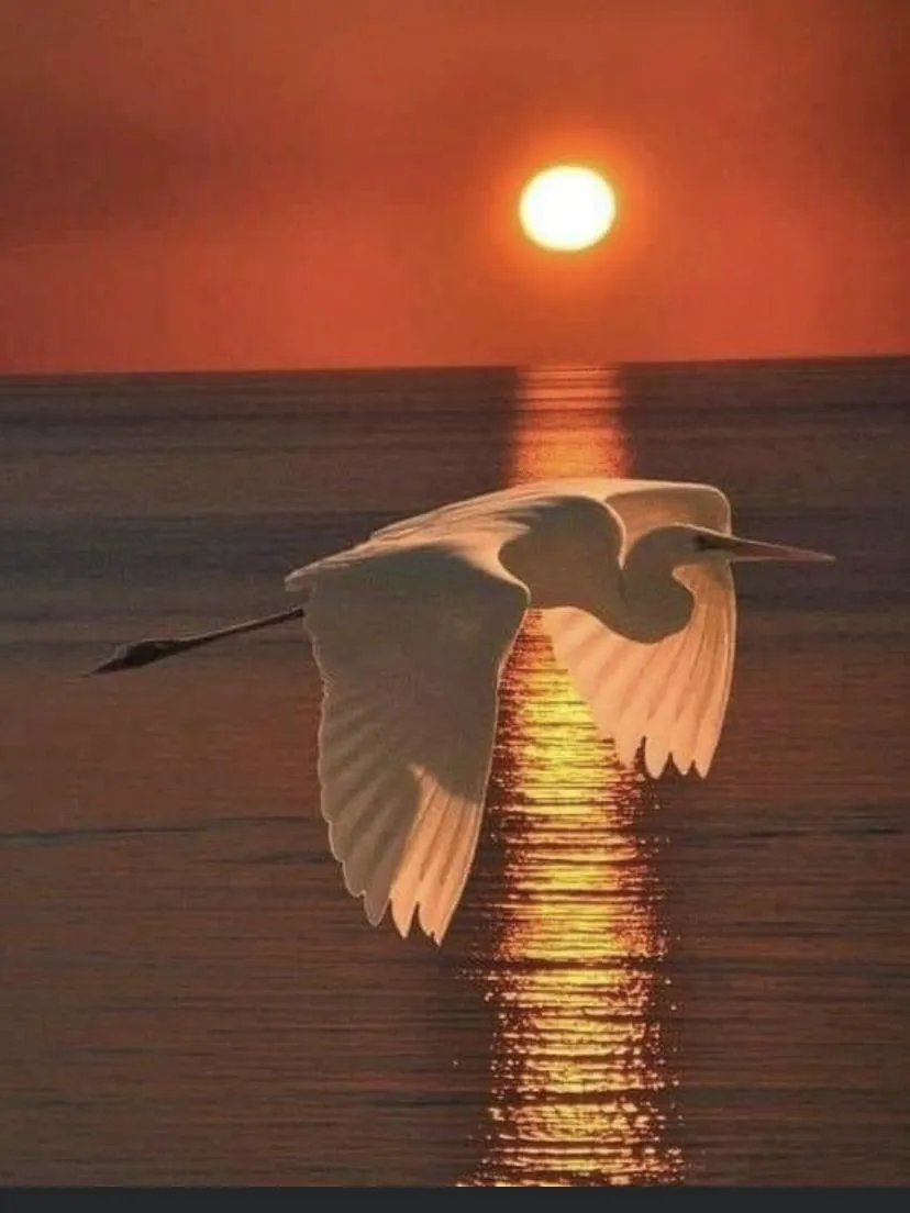 Egret Sunset