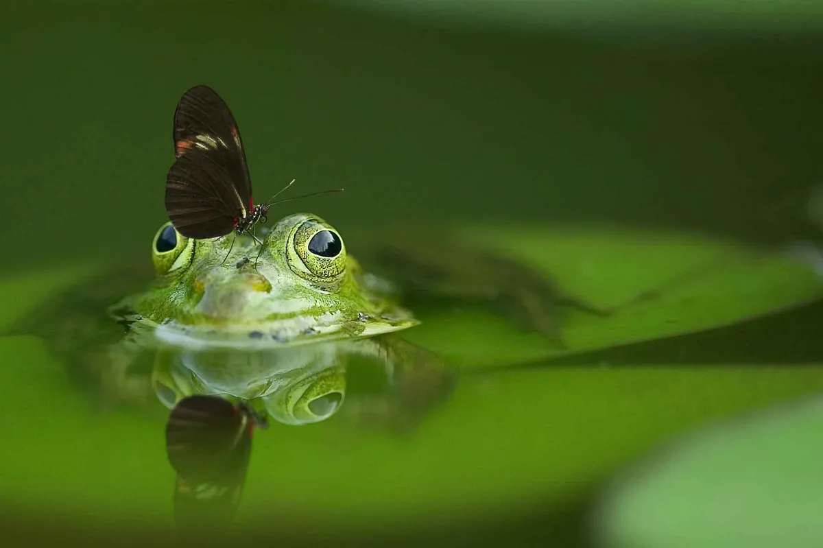 A frog resting on a green leaf