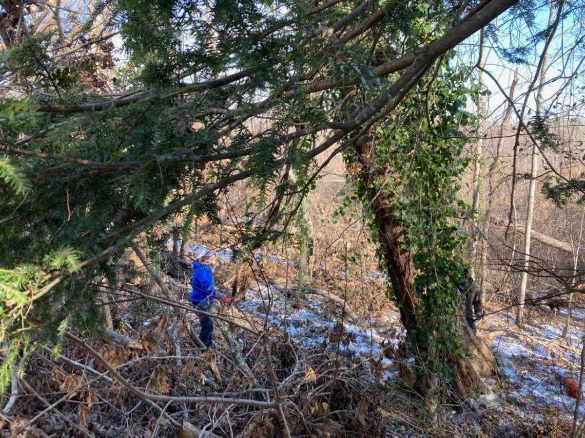 Asheville Tree Removal