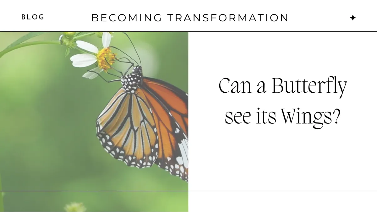 monarch butterfly flapping its wings