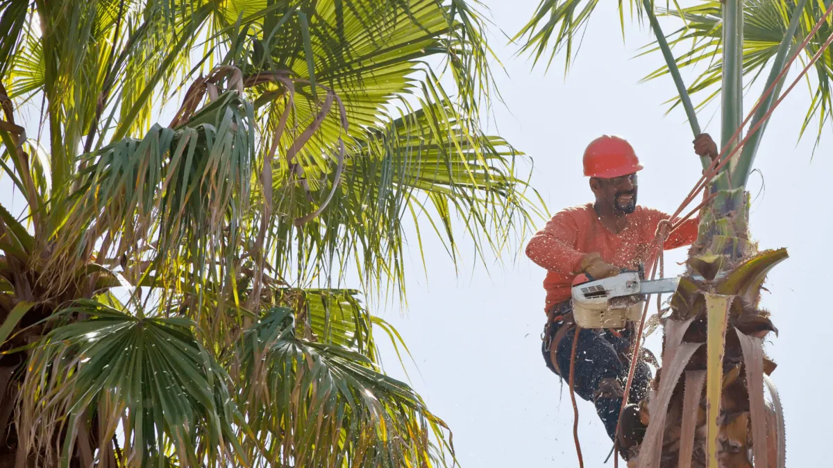 Palm Tree Service