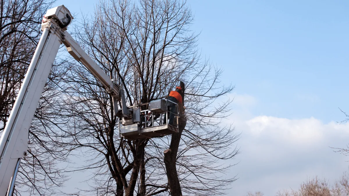 Tree Removal