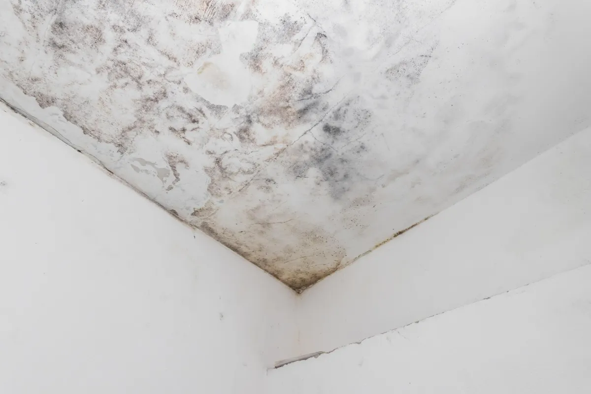A close-up of a room corner with severe black mold growth on the ceiling and upper walls. The white surface is heavily stained, indicating prolonged moisture exposure and poor ventilation.