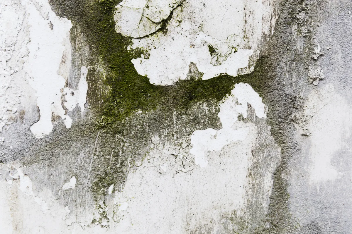Close-up of a damaged wall surface with extensive mold and mildew growth. The paint is peeling and discolored, showing signs of moisture intrusion, with visible green and black patches of mold on the plaster or concrete material.