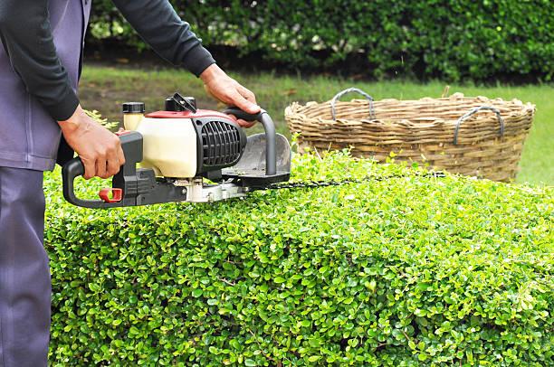 Lawn care service fertilizing grass for optimal growth