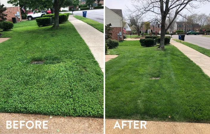 Front yard with a healthy, green lawn and colorful flower beds, highlighting professional landscaping.