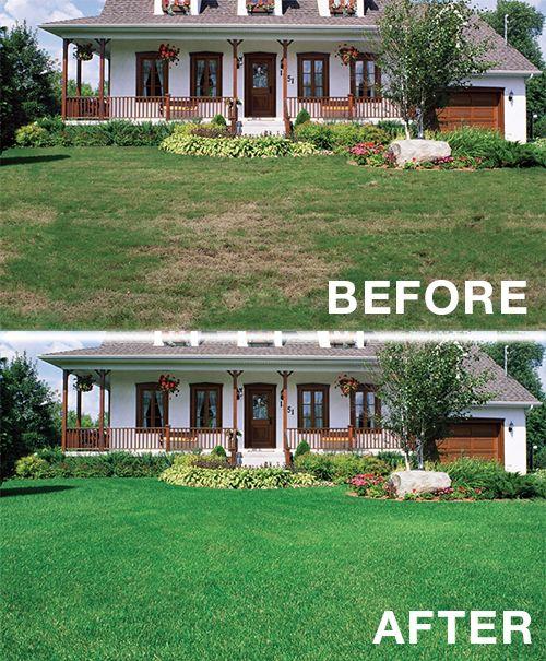 Lush garden with diverse plantings, including perennials and shrubs, in a perfectly maintained lawn.
