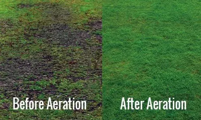 Close-up of soil plugs after lawn aeration