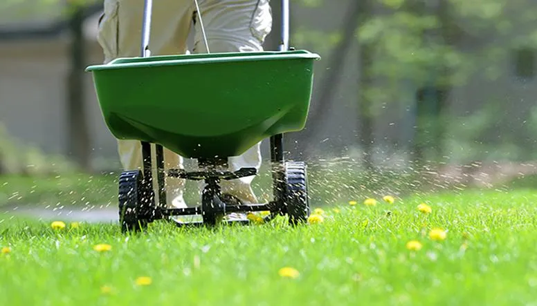 Fertilizer granules spread evenly across a well-maintained lawn