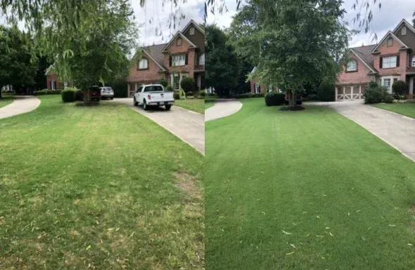 Healthy lawn with vibrant green color after fertilization treatment