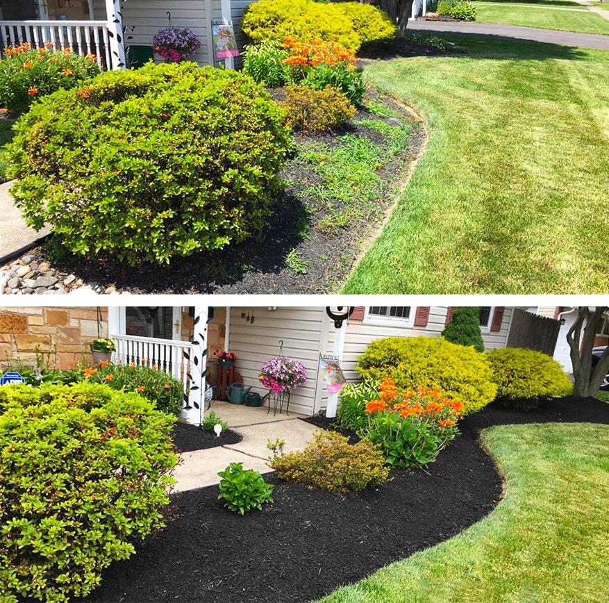 Before and after images of garden bed maintenance showing improved plant health