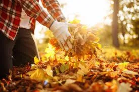 Fall clean-up service removing leaves and debris from a residential lawn