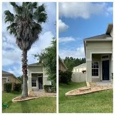 Tree pruning and maintenance for improved landscape aesthetics