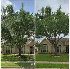 Safe and professional tree removal service in action