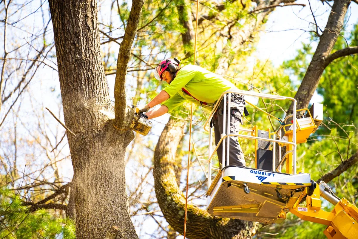 Tree care services enhancing the longevity and health of trees