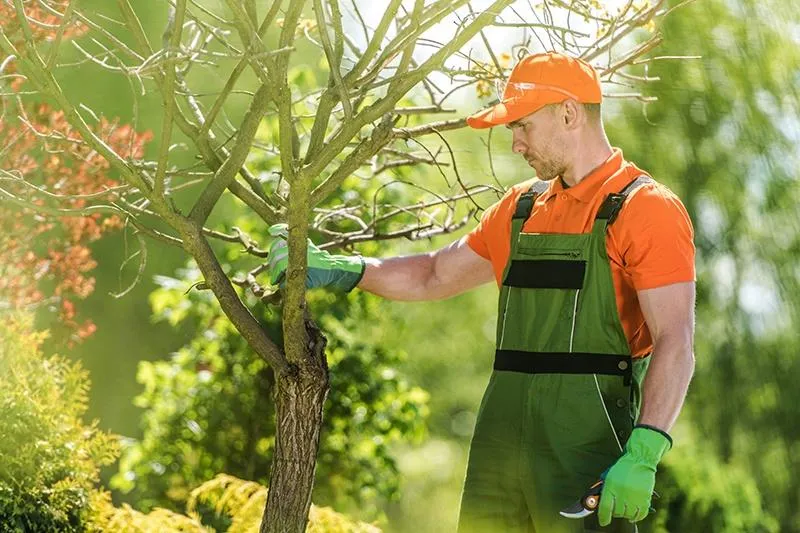 Arborist providing tree care and maintenance for a residential property