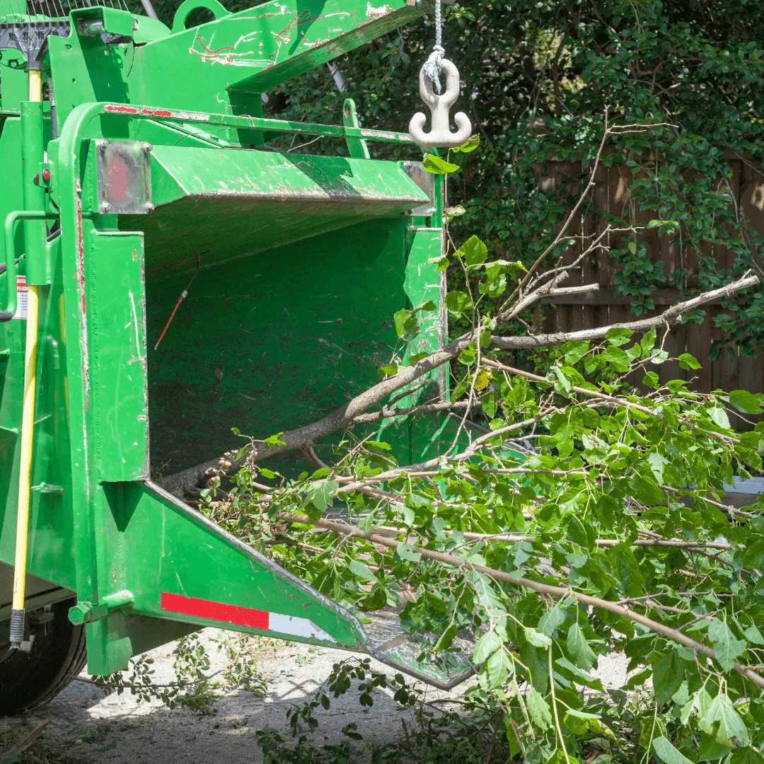 Tree Trimming